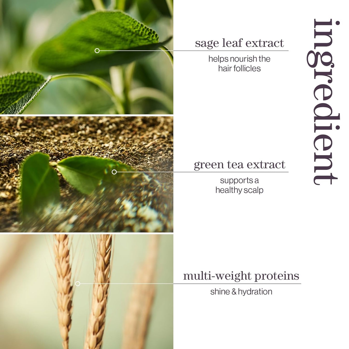 Pureology Hydrate Moisturizing Shampoo, For Medium to Thick Color-Treated Hair, Adds Shine & Softness, With Green Tea Extract, Vegan & Sulfate-Free Formula